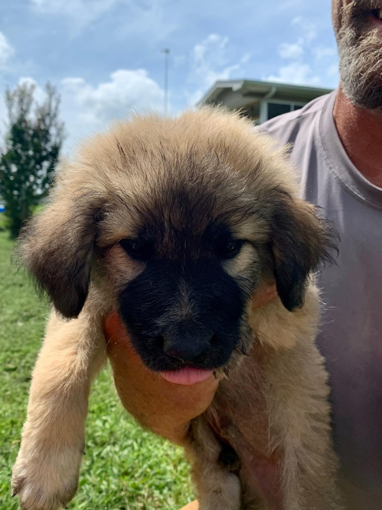 We have 35+ dogs and puppies needing... - The Riley Rescue