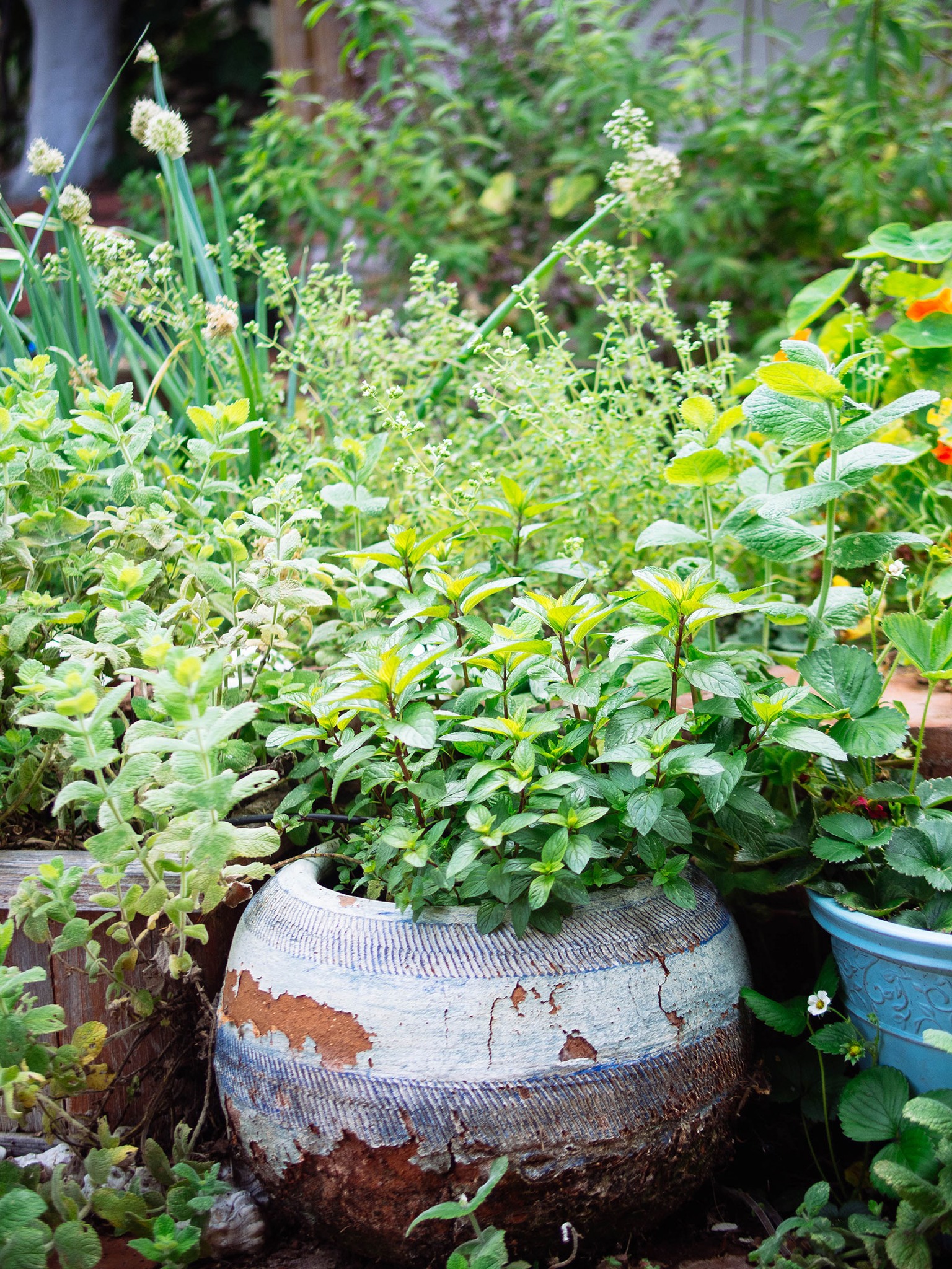 Frantic Perennial Herbs Or Shrubs '94 レア 9 Perennial Herbs: Plant Once, Harvest Forever 1. Rosemary