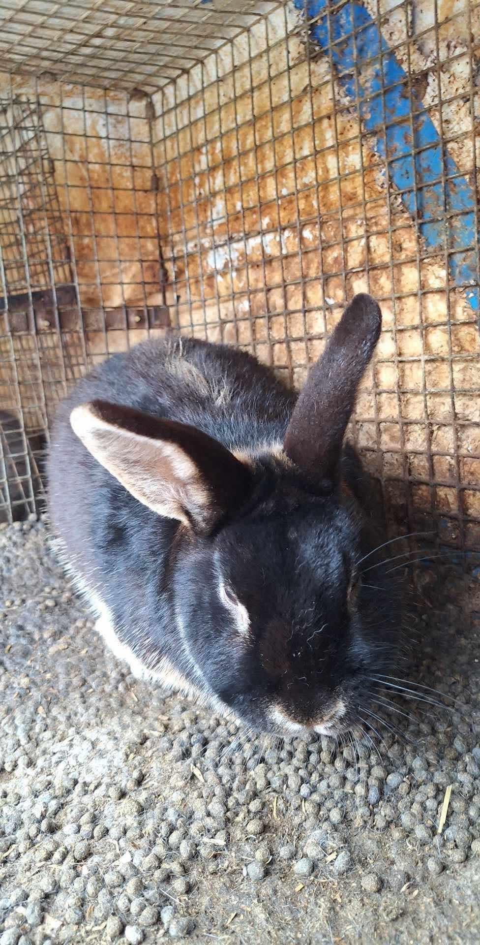 Rumi, before he was rescued and... - Shrewsbury Rabbit Rescue | Facebook