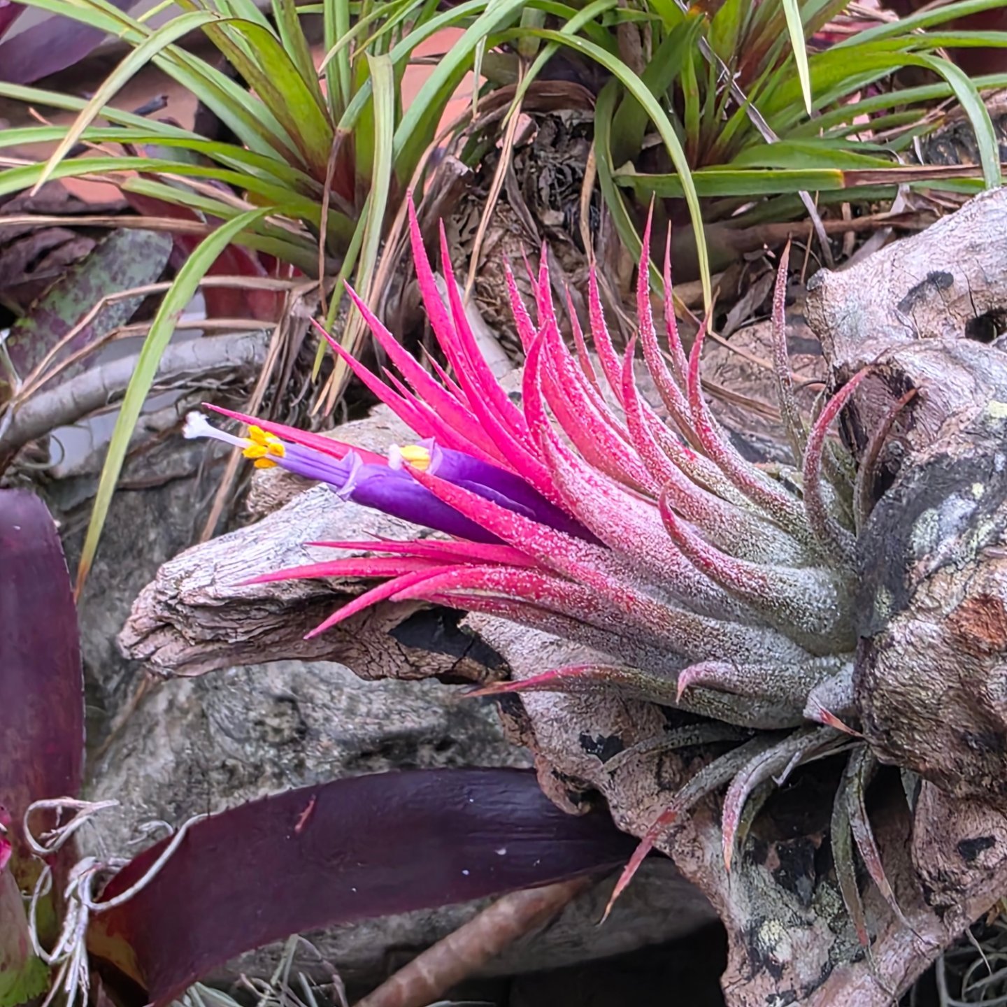 Do you have a Tillandsia ionantha 'Mexican Zebra' air plant?