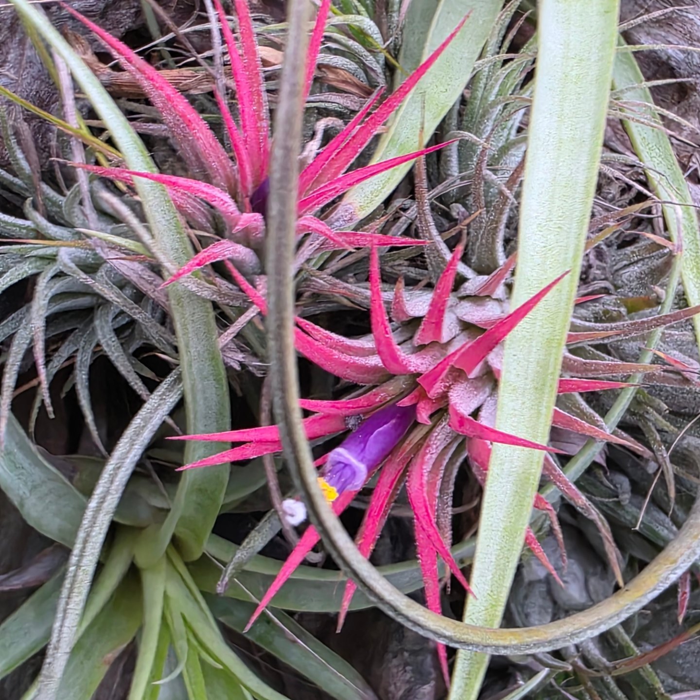 Do you have a Tillandsia ionantha 'Mexican Zebra' air plant?