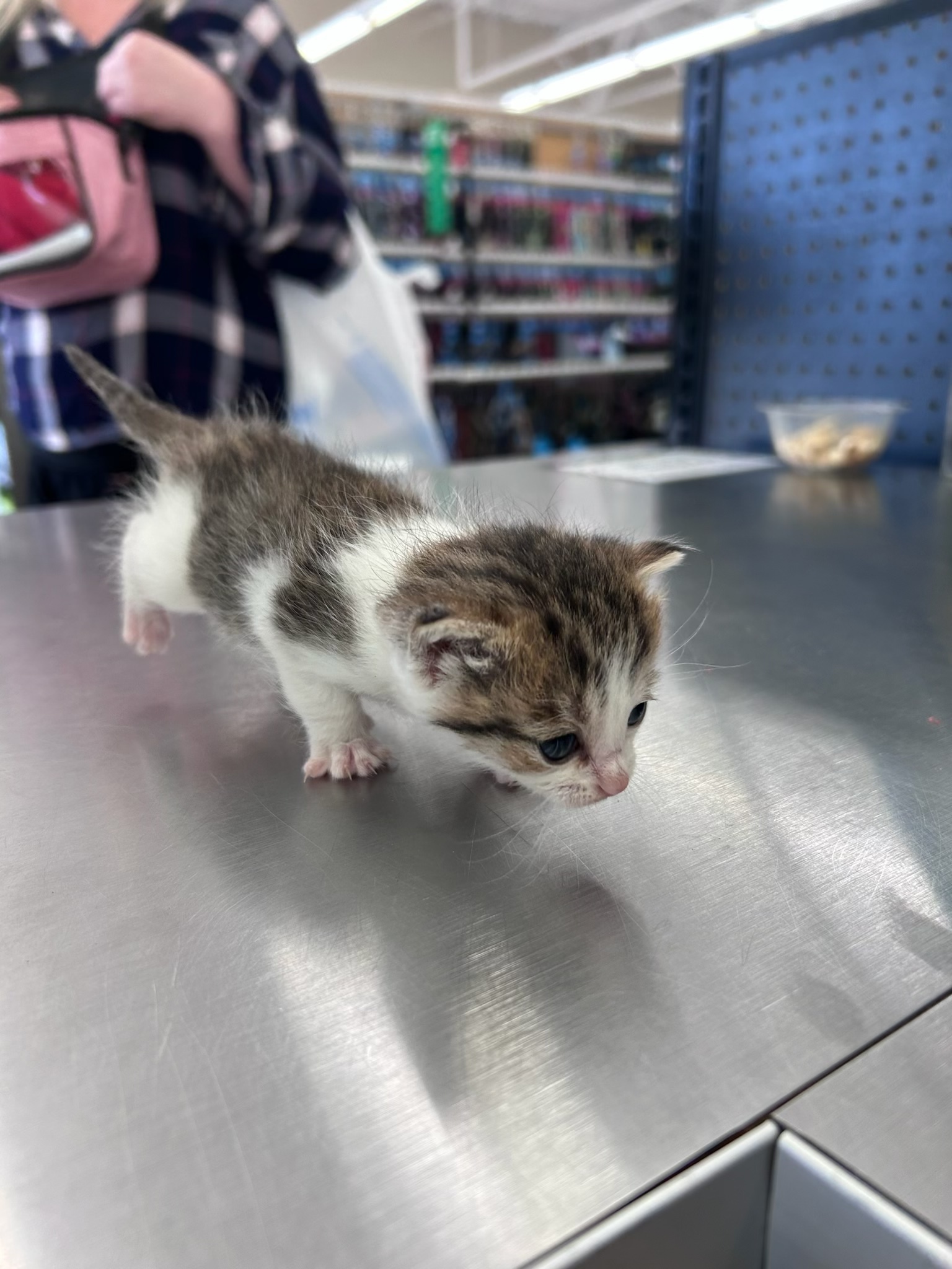 Is your cat in little... - Pet Supplies Plus - Cookeville, TN