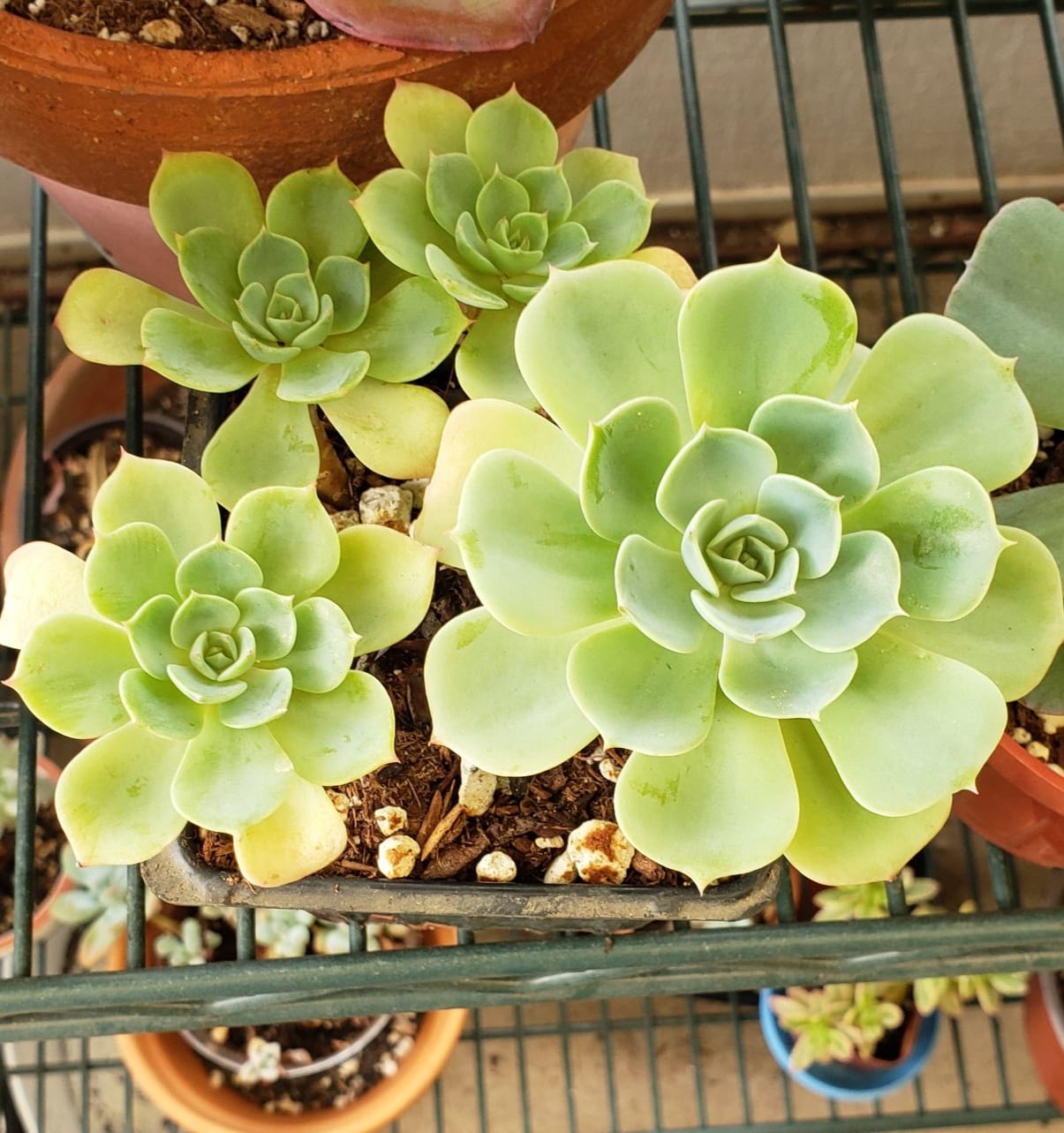 What are these plants that look like echeveria?