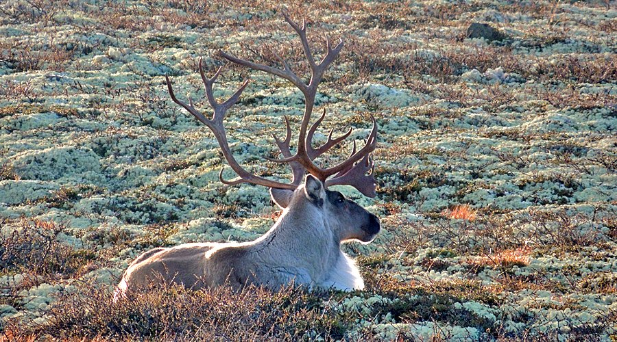 Villreinjakta sluttet i går 20.9.... - Ringebu fjellstyre