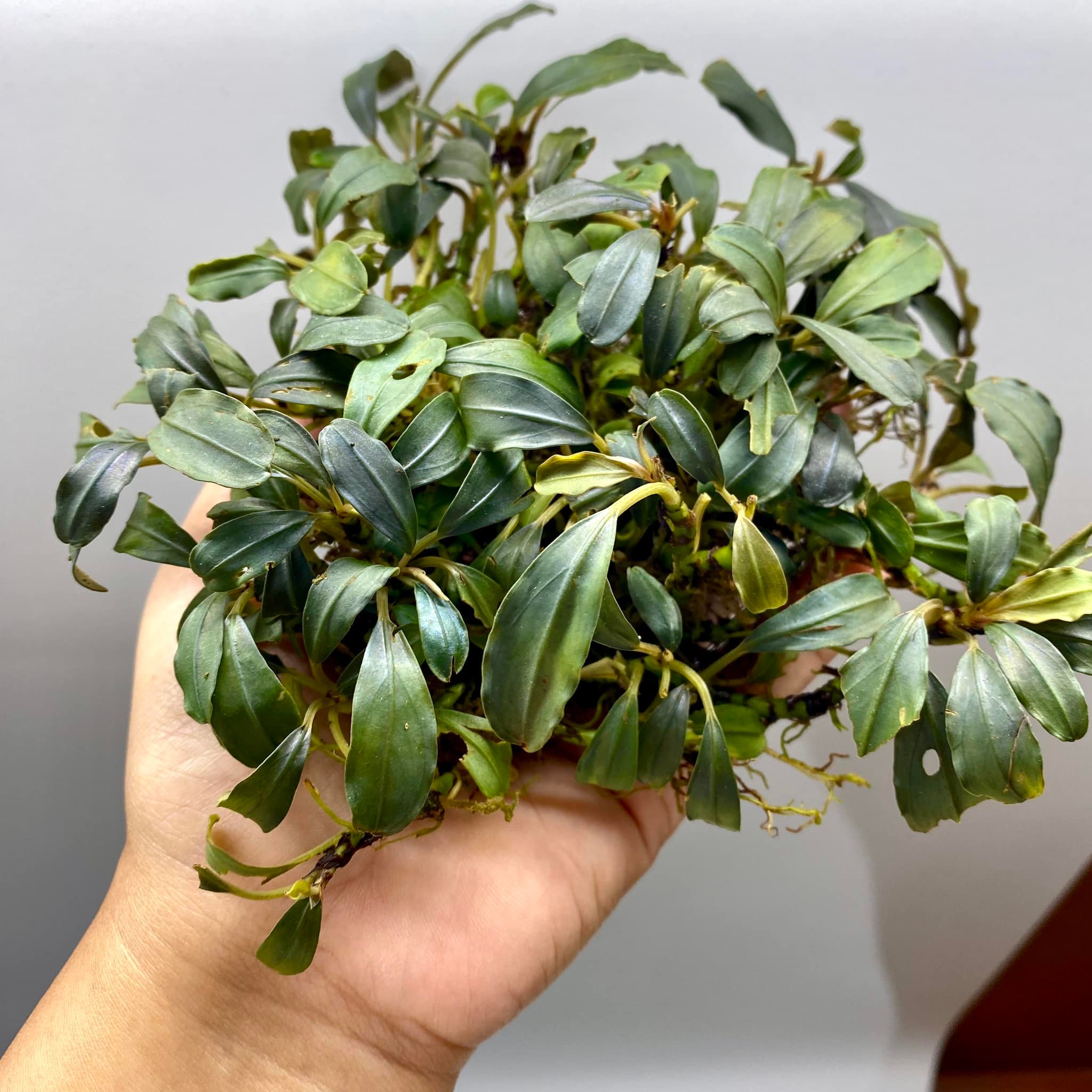 Bucephalandra sp. Melawi Mini, one of the smallest bucephalandra