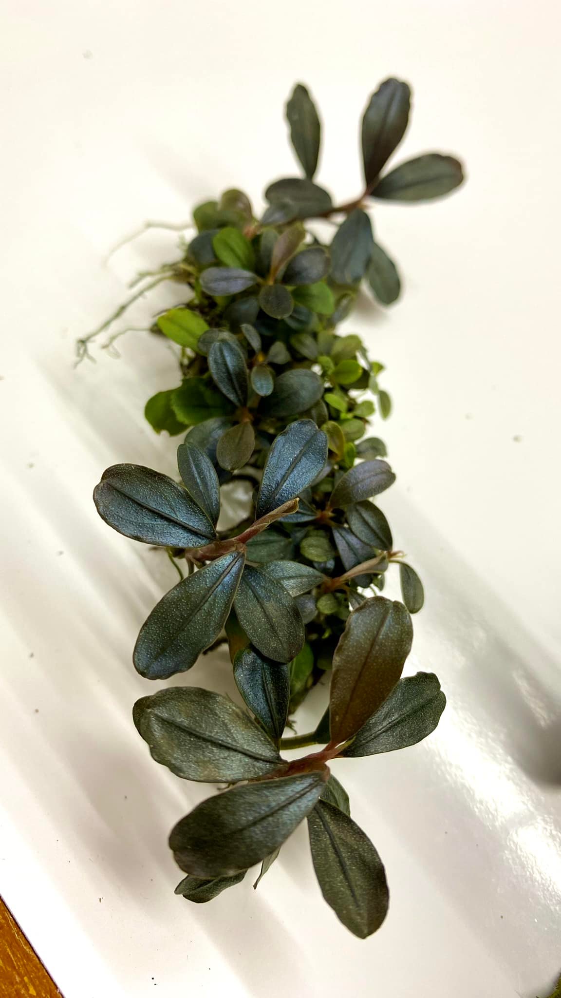 Bucephalandra sp. Melawi Mini, one of the smallest bucephalandra