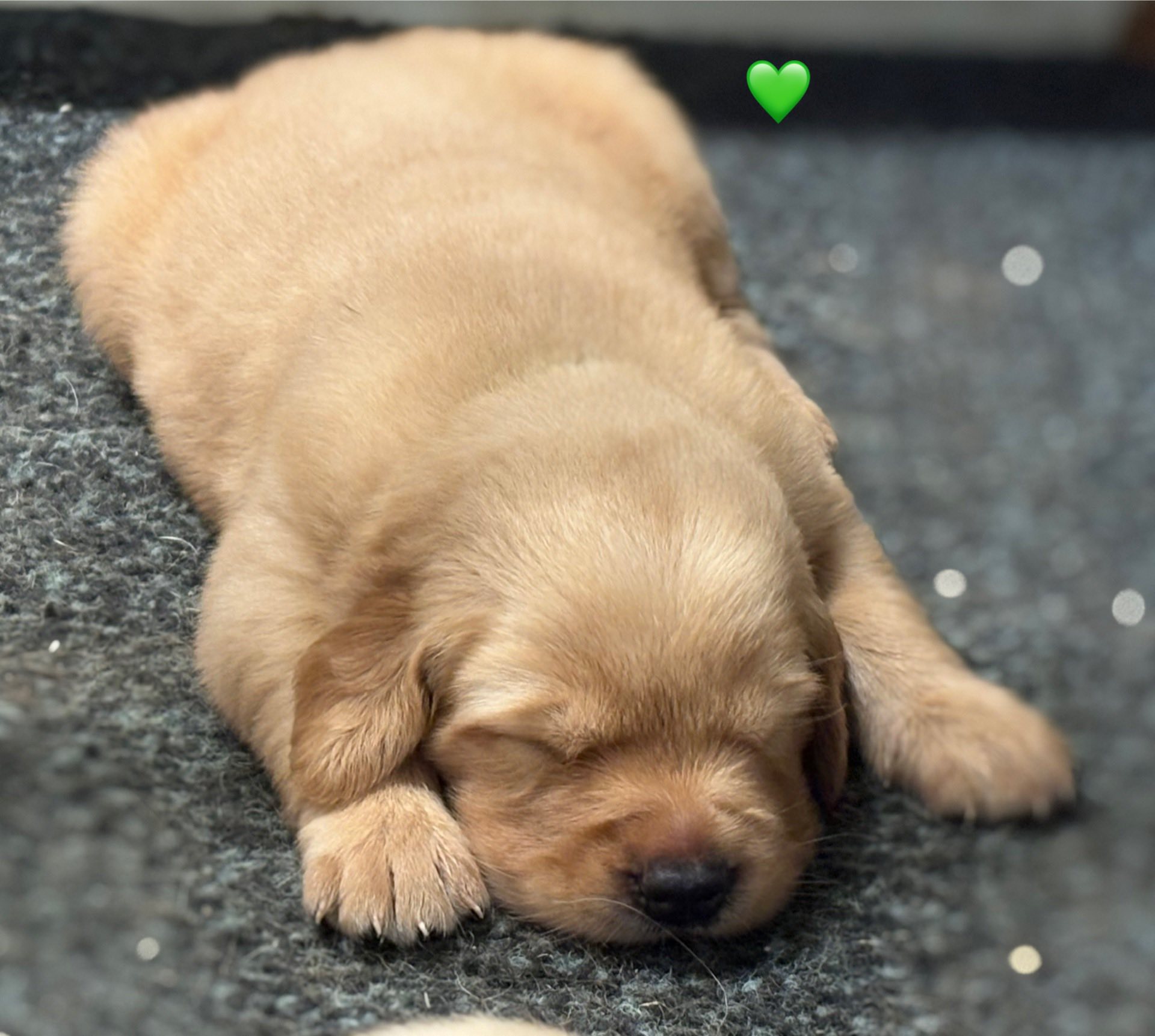 Canyon Ridge Farm Golden Retrievers | Welling OK