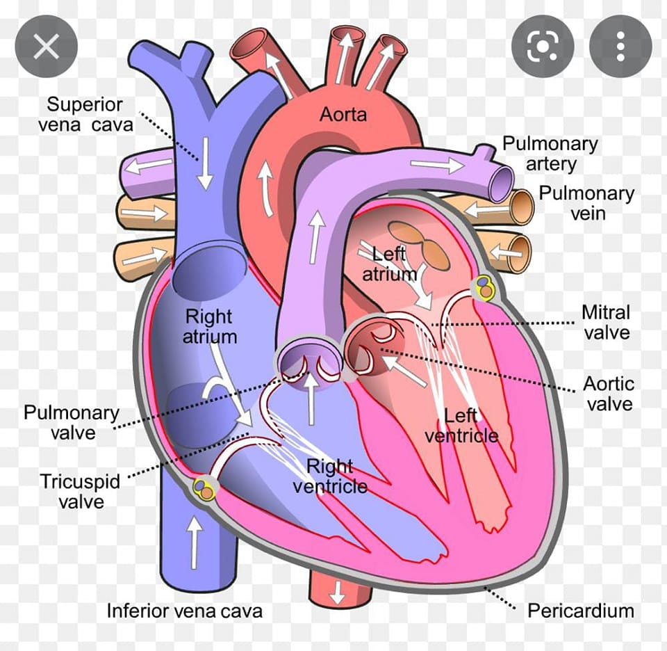 Human anatomy and physiology | The part of the human body that does not ...