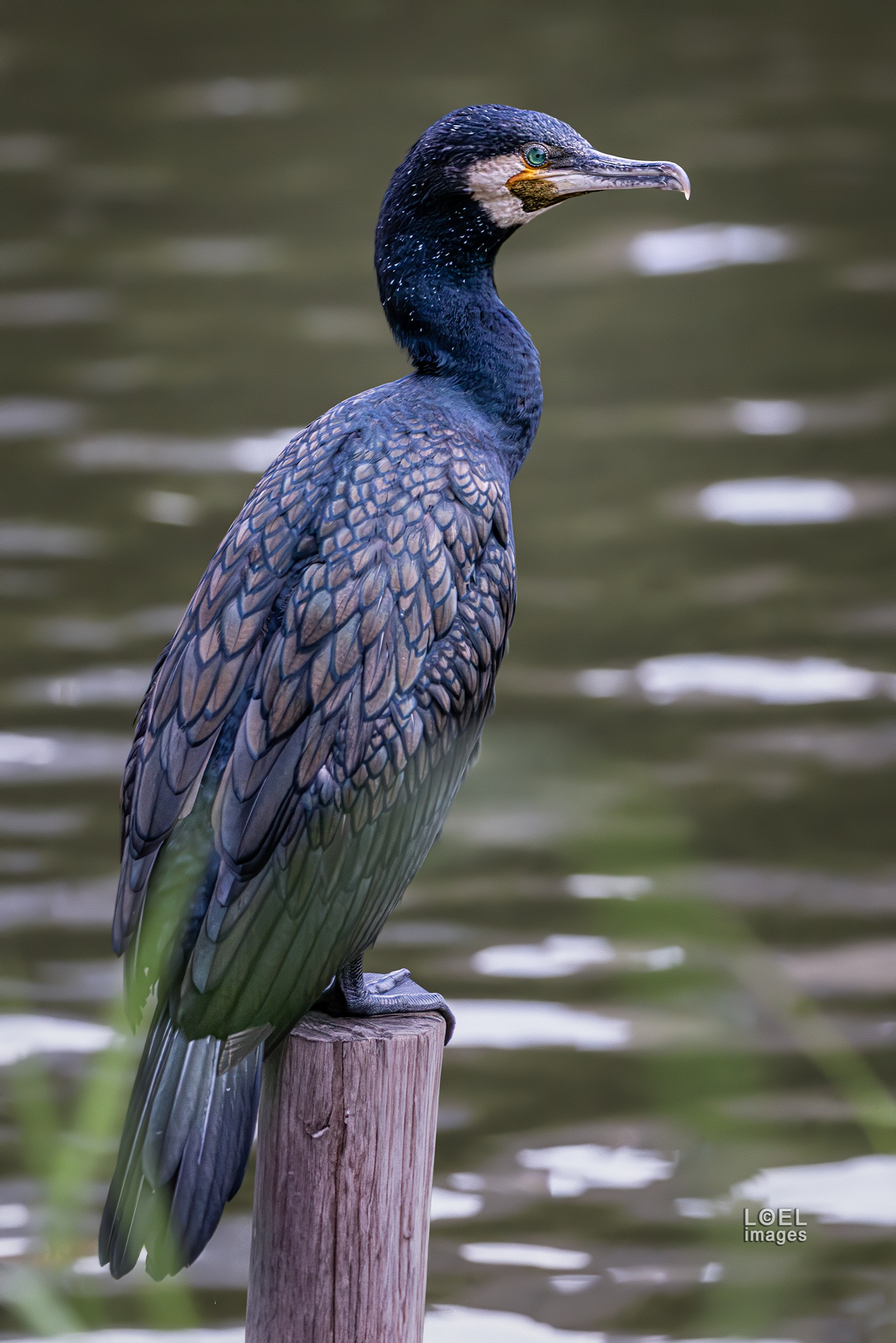 Japanese cormorant spotted at Shinobazu Pond in Tokyo