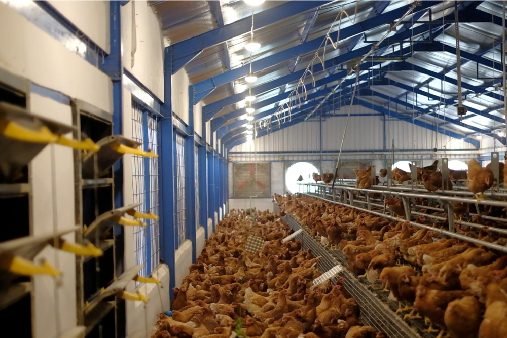 Animales saludables en granja certificada AWQ