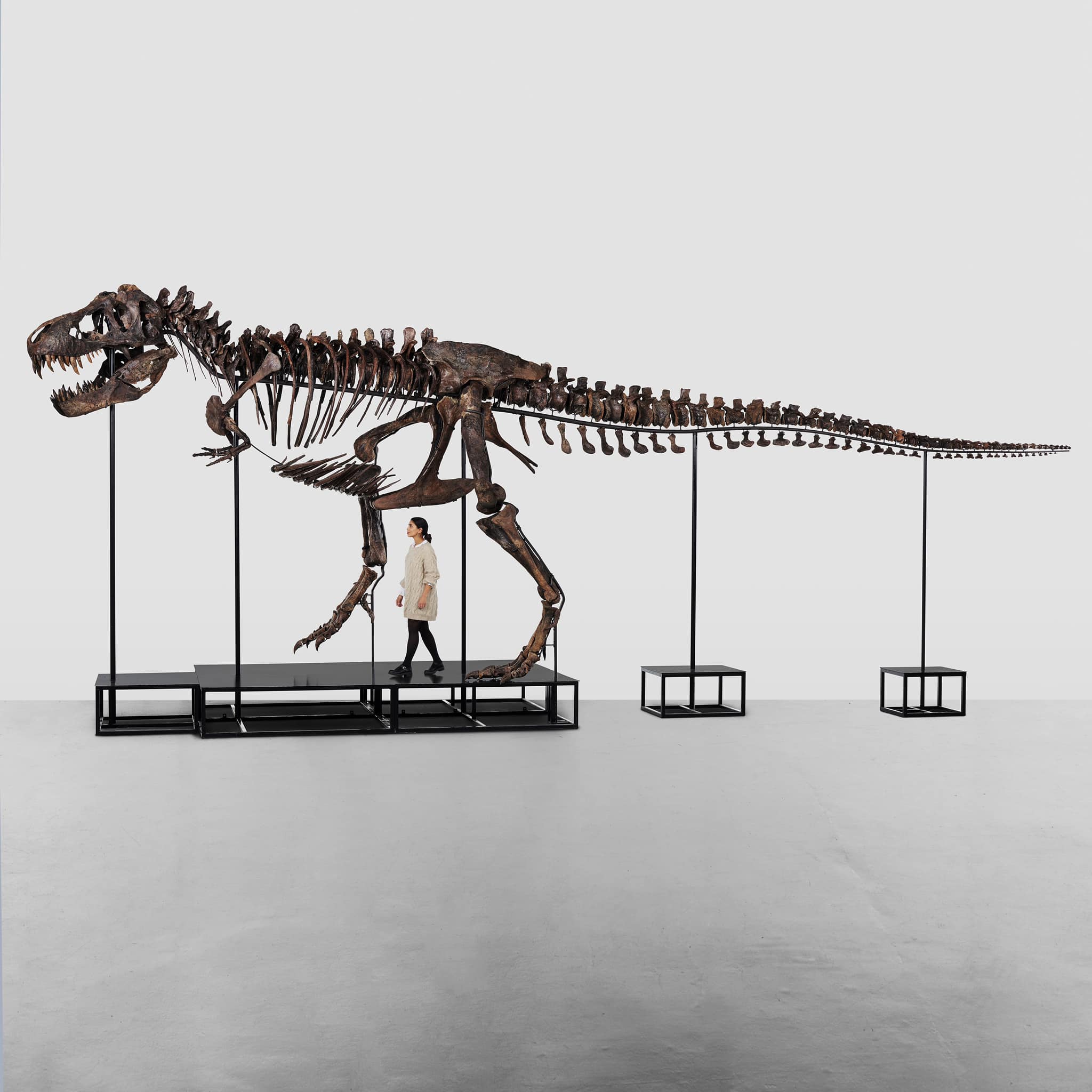 A t-rex skeleton, which sold for a record $31.8 million in 2020