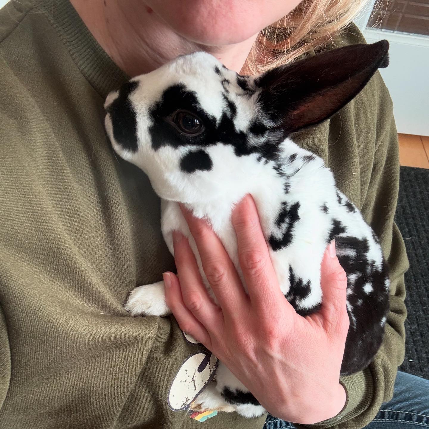 Romeo Rabbit Rescue 501c3 Non-Profit Corporation
