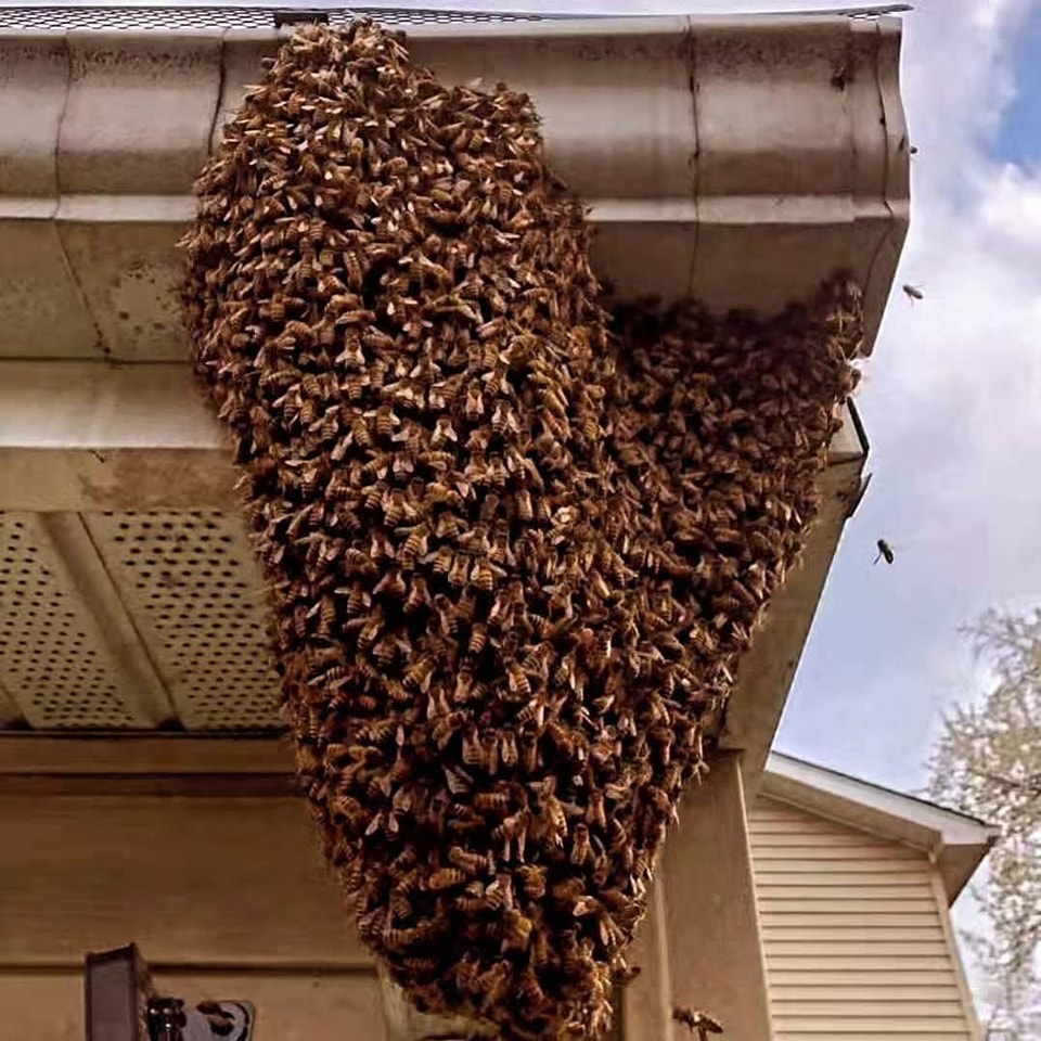 Hive - 🐝 Buzz Alert: Swarm Season is Here! 🐝 Hey there, folks! As bee ...