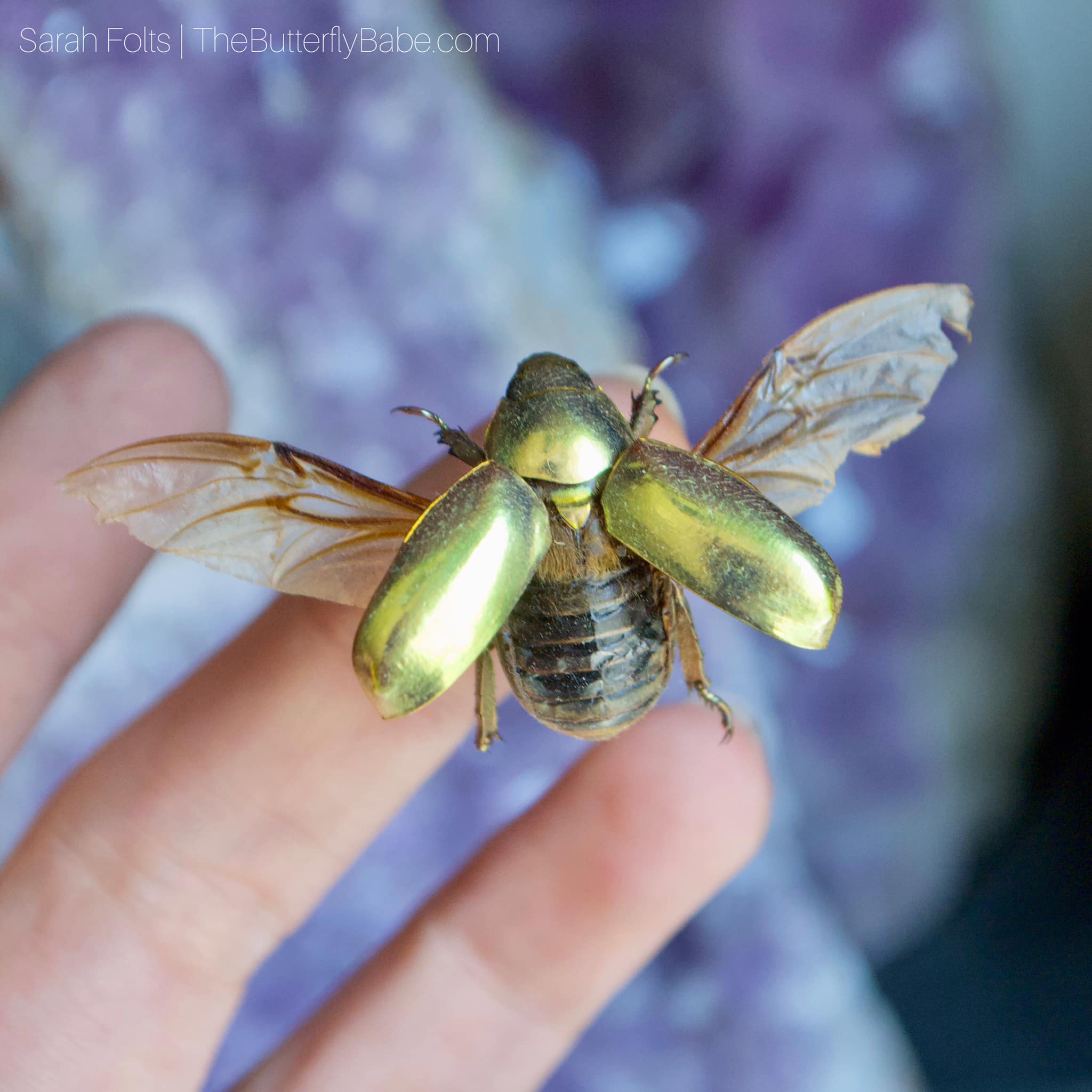 Chrysina spectabilis jewel scarab found in Honduras