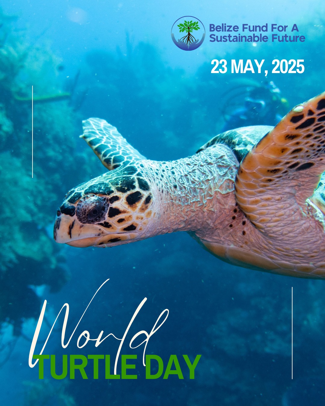 Belize - 🌊🐢 Happy World Turtle Day 2025! Today, we’re putting our ...