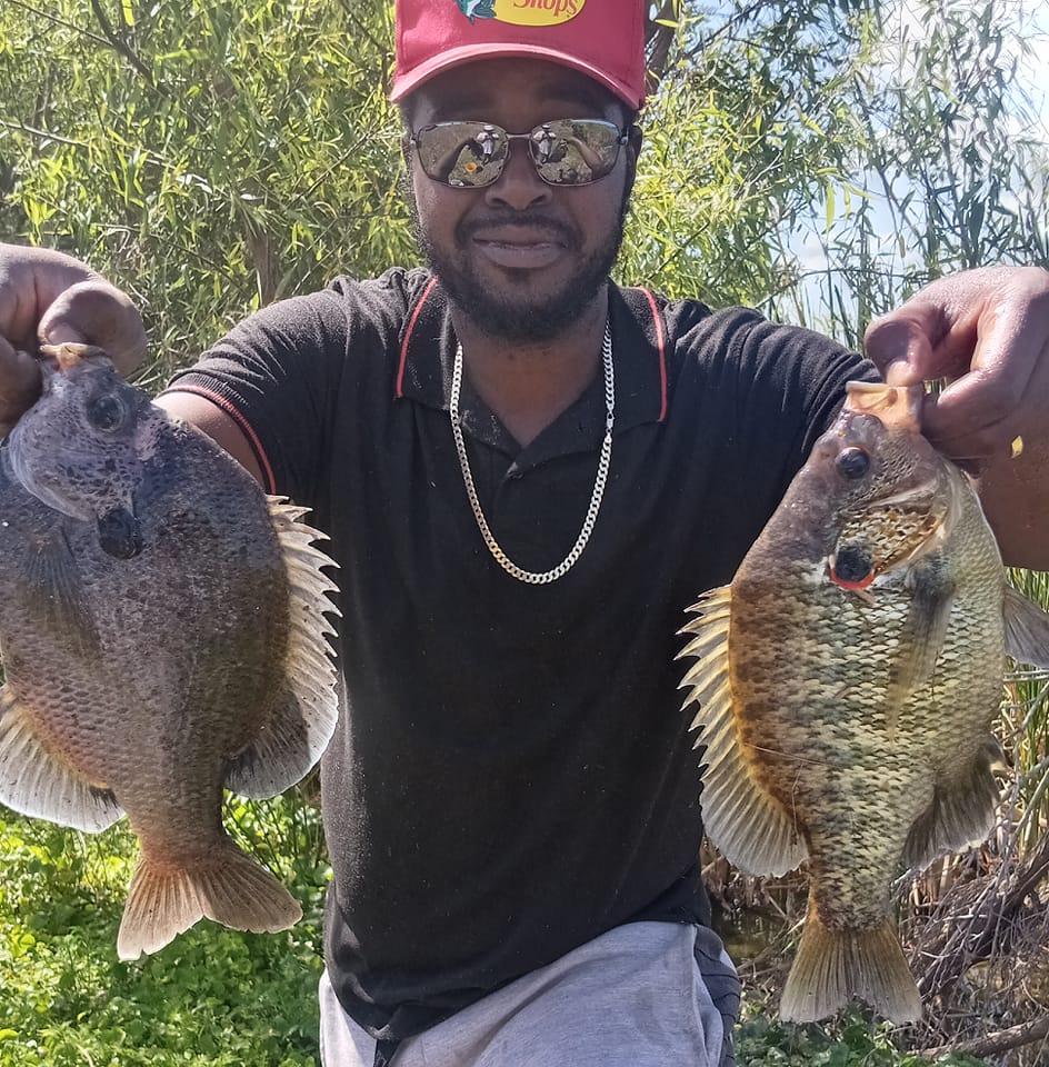 Big Shellcracker Caught on bottom Rig #shellcrackers #fishing #bigfish ...
