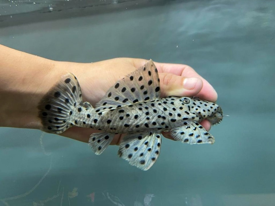 Nation - Leporacanthicus joselimai One of the most beautiful members of ...
