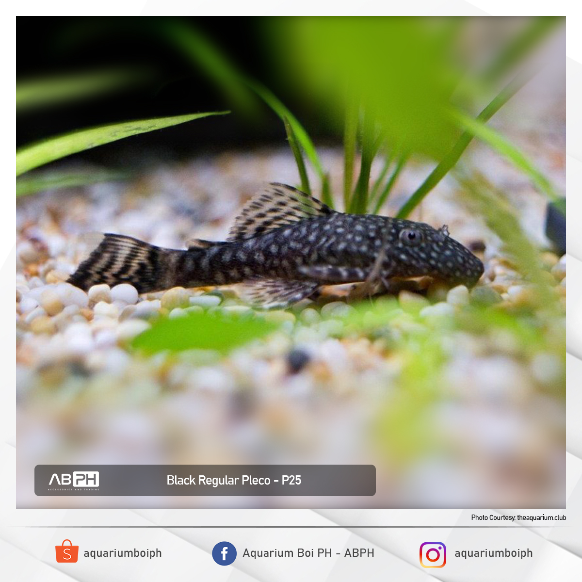 Cleaners and Bottom Dwellers: -... - Aquarium Boi PH - ABPH | Facebook