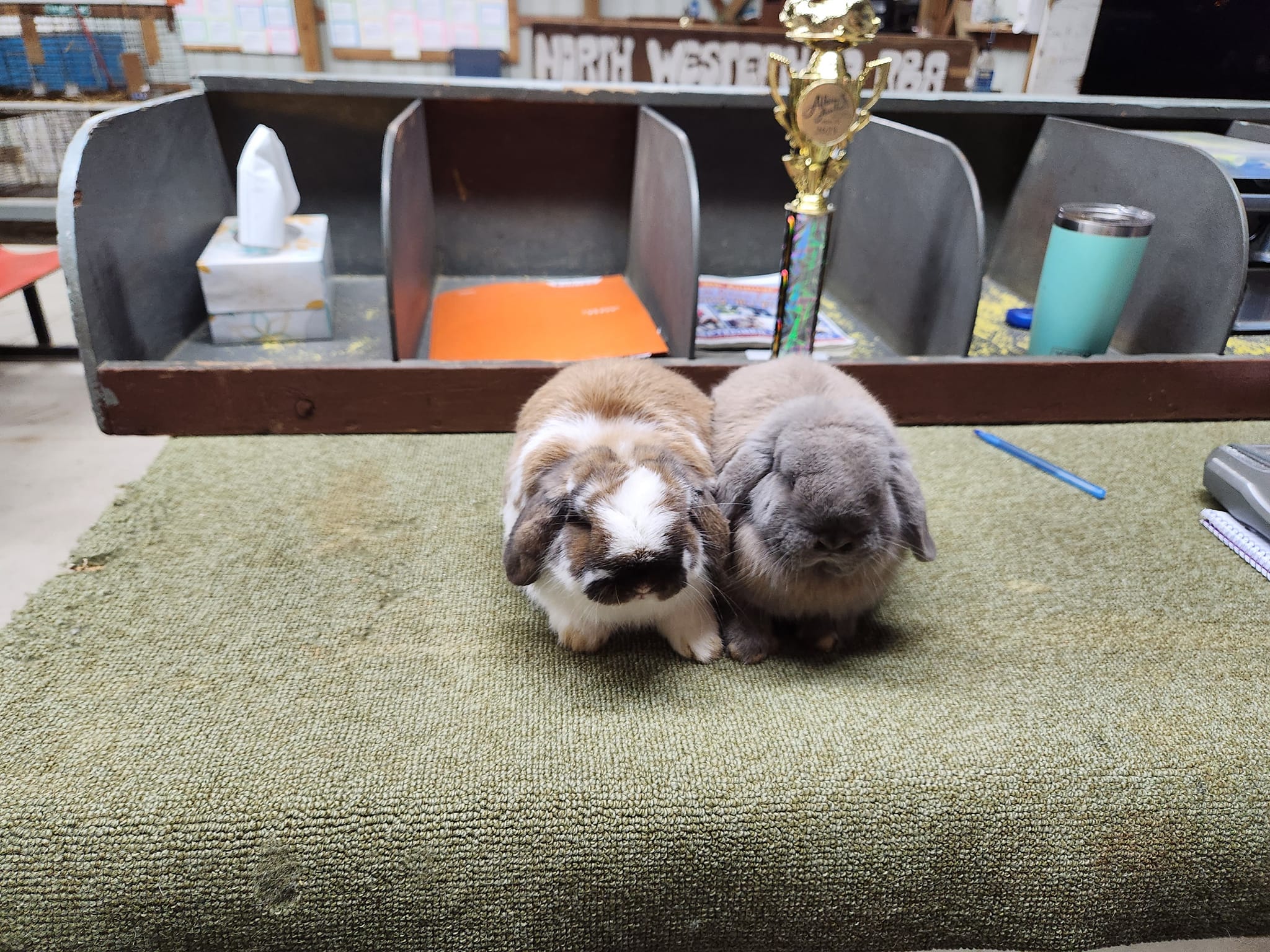 Keppy's Rabbits | Albion PA