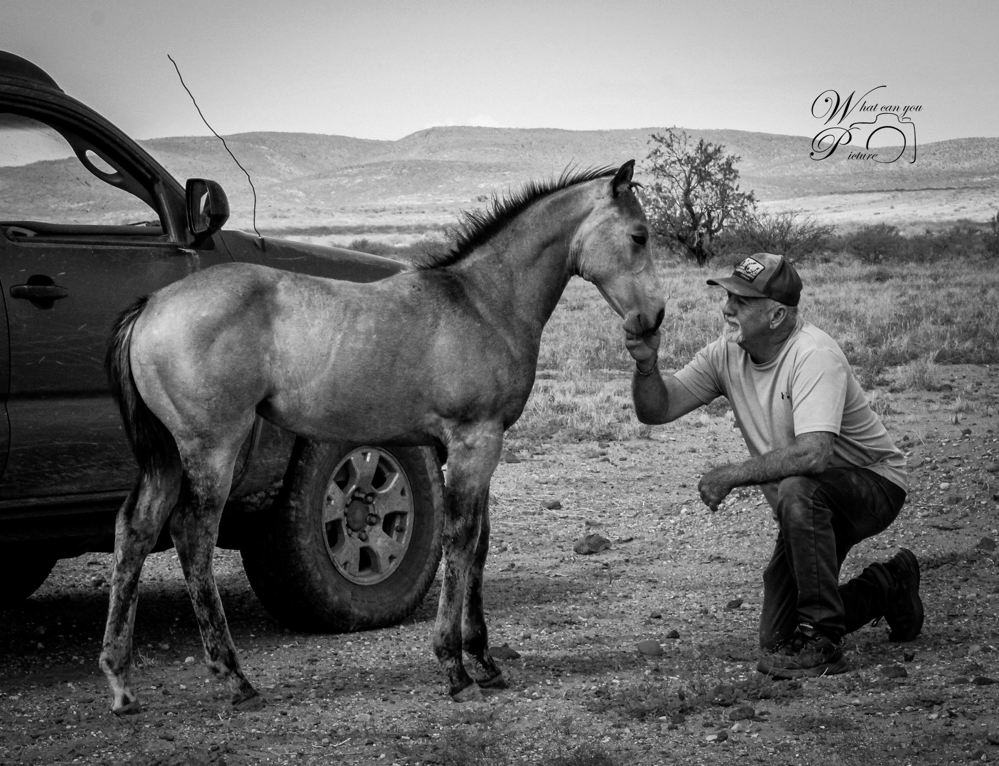 Boss Ranch Quarter Horses | Douglas AZ