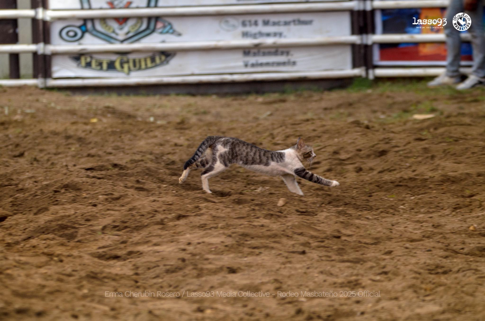 Rodeo - 🐱 𝓒𝓐𝓣-𝓡𝓐𝓜𝓑𝓞𝓛𝓐?! 🐂😅 Even our feline friends want in on the rodeo ...