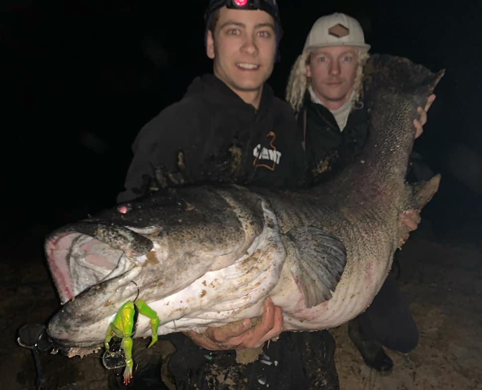 Cod in WA: “While Murray cod are... - Total Native Fishing | Facebook