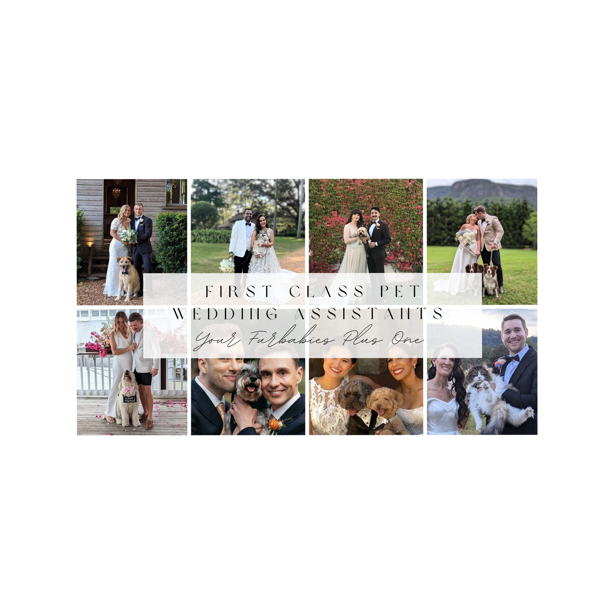 First Class Pet Wedding Assistants