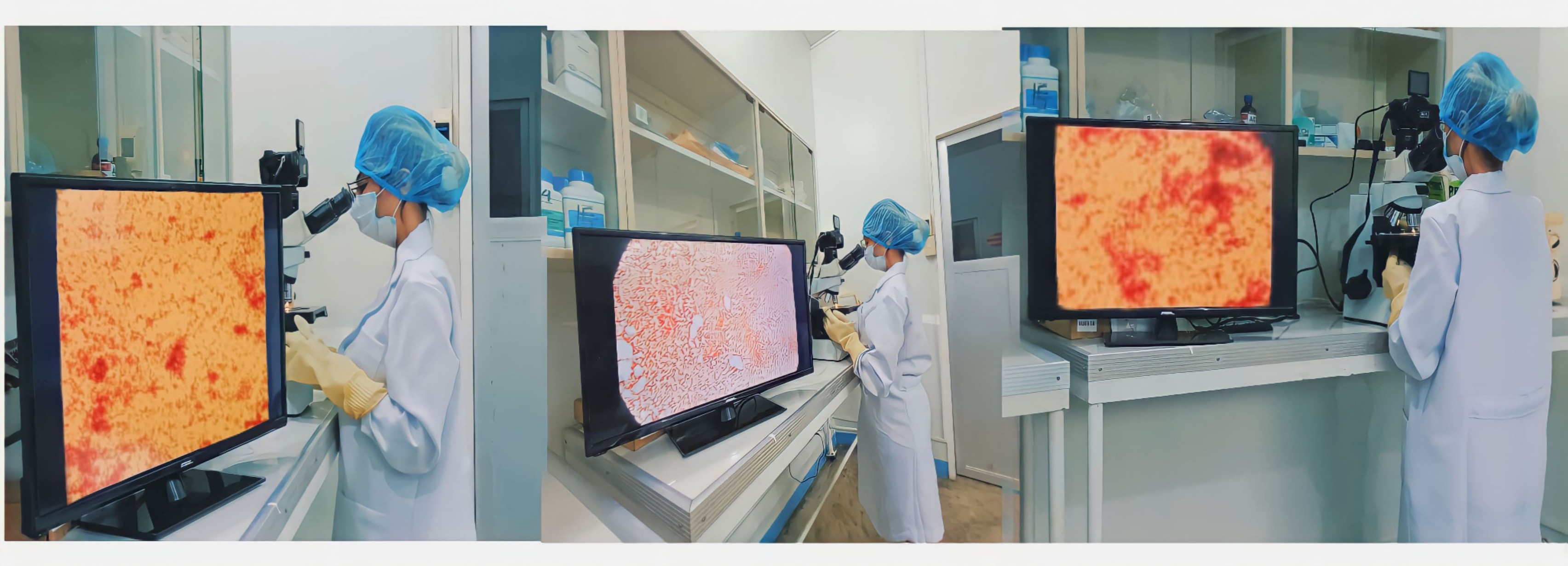 Summa Biotech