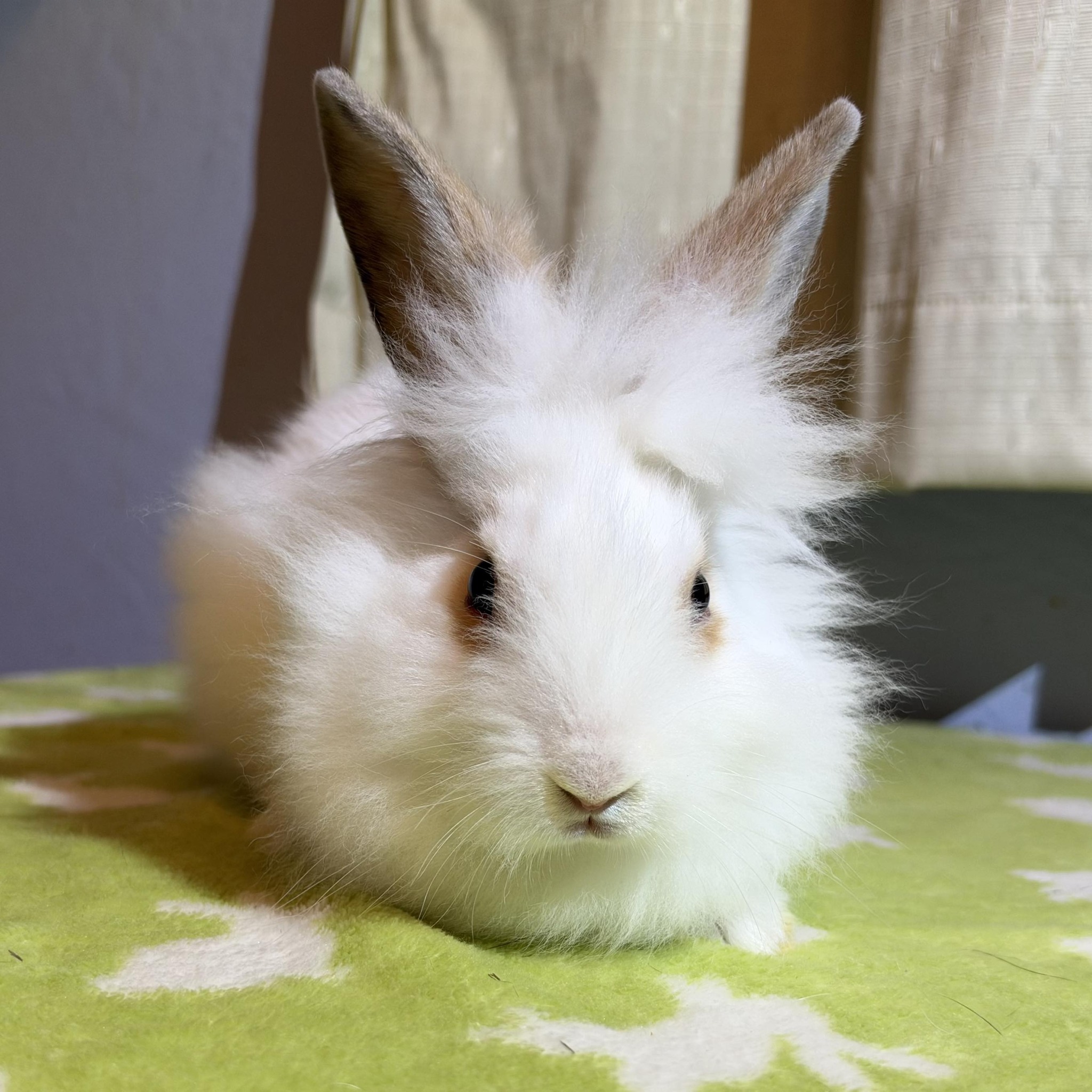 House Rabbit Society | Need ideas on storage container for 40lbs of ...