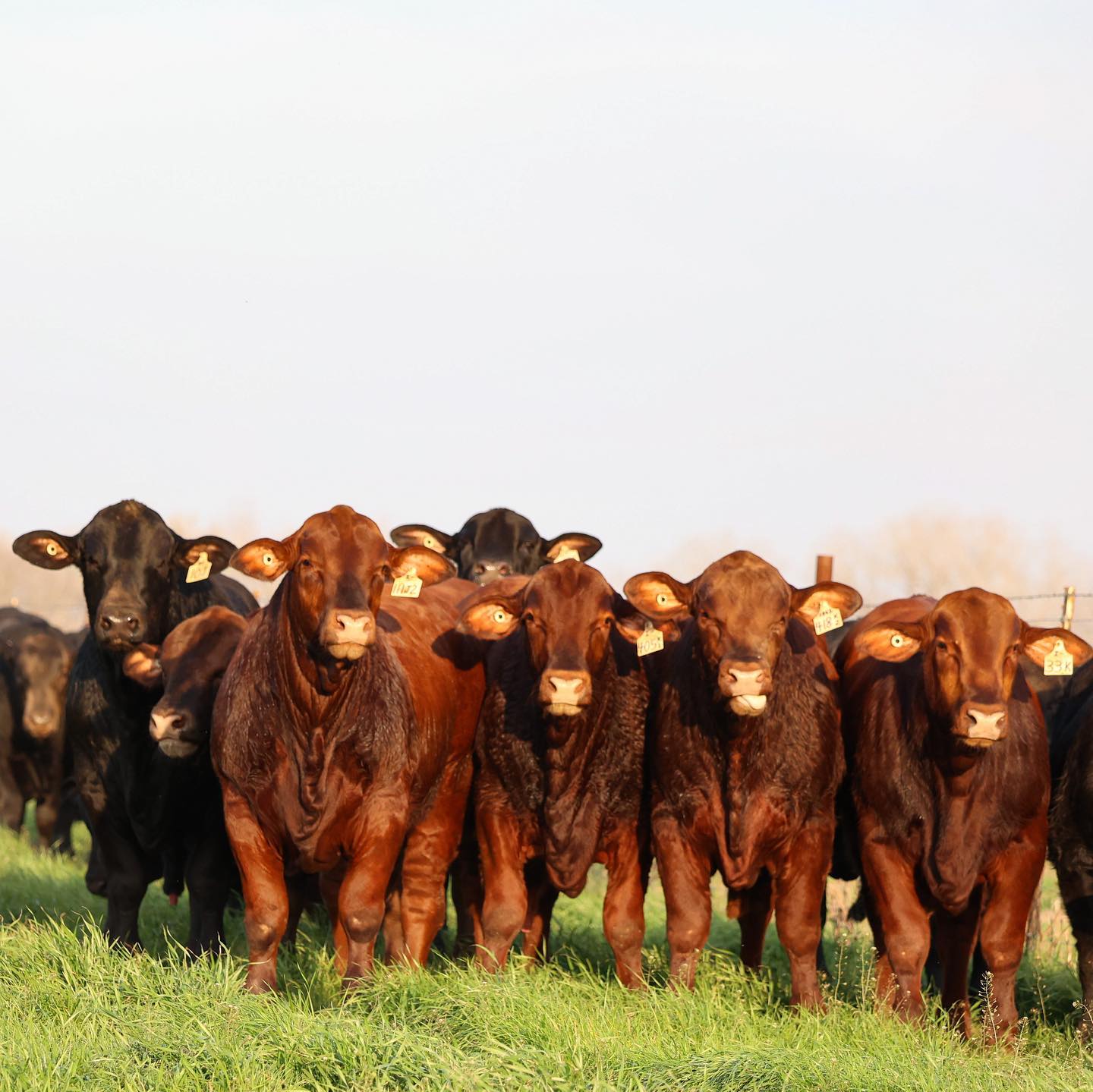 Tuna Rosa Ranch - A few of our sale bulls at golden hour!... | Facebook