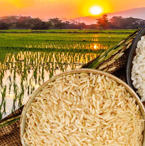 BM Rice Trading