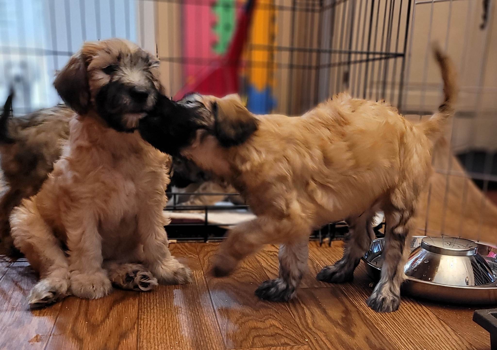 Wheaten - Wheaten Look-Alike pups! Pure Wheaten Terrier x Moyen Poodle ...