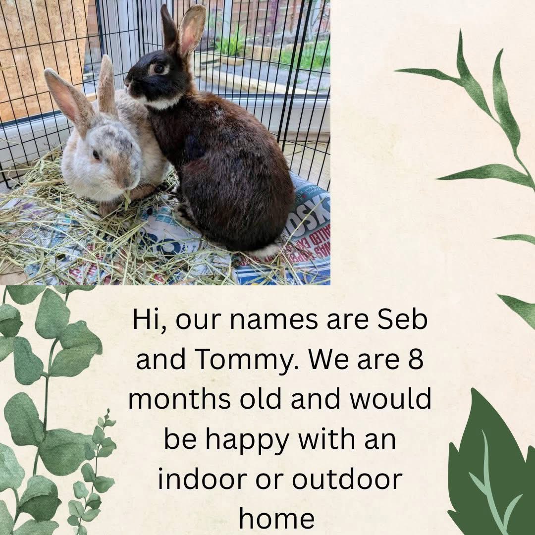 Shrewsbury Rabbit Rescue added... - Shrewsbury Rabbit Rescue