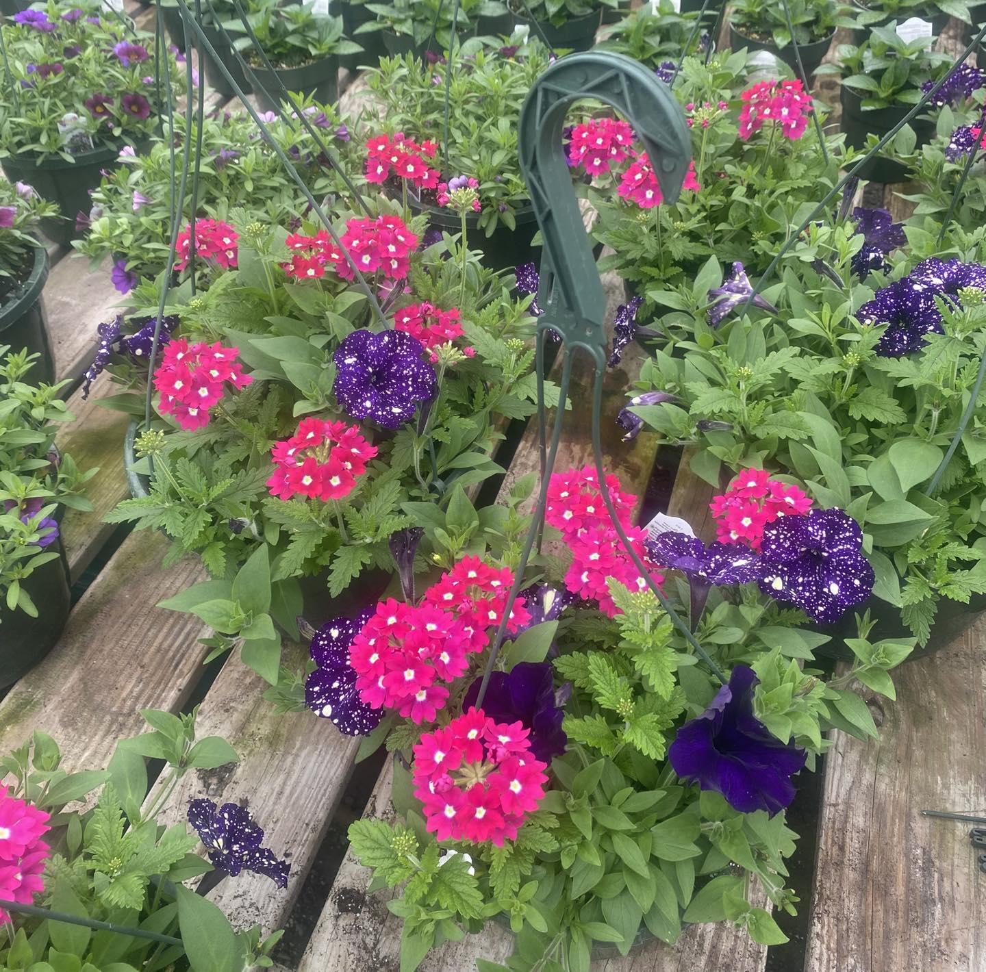 This container 😍 Luscious Berry Blend Lantana, Supertunia Tiara