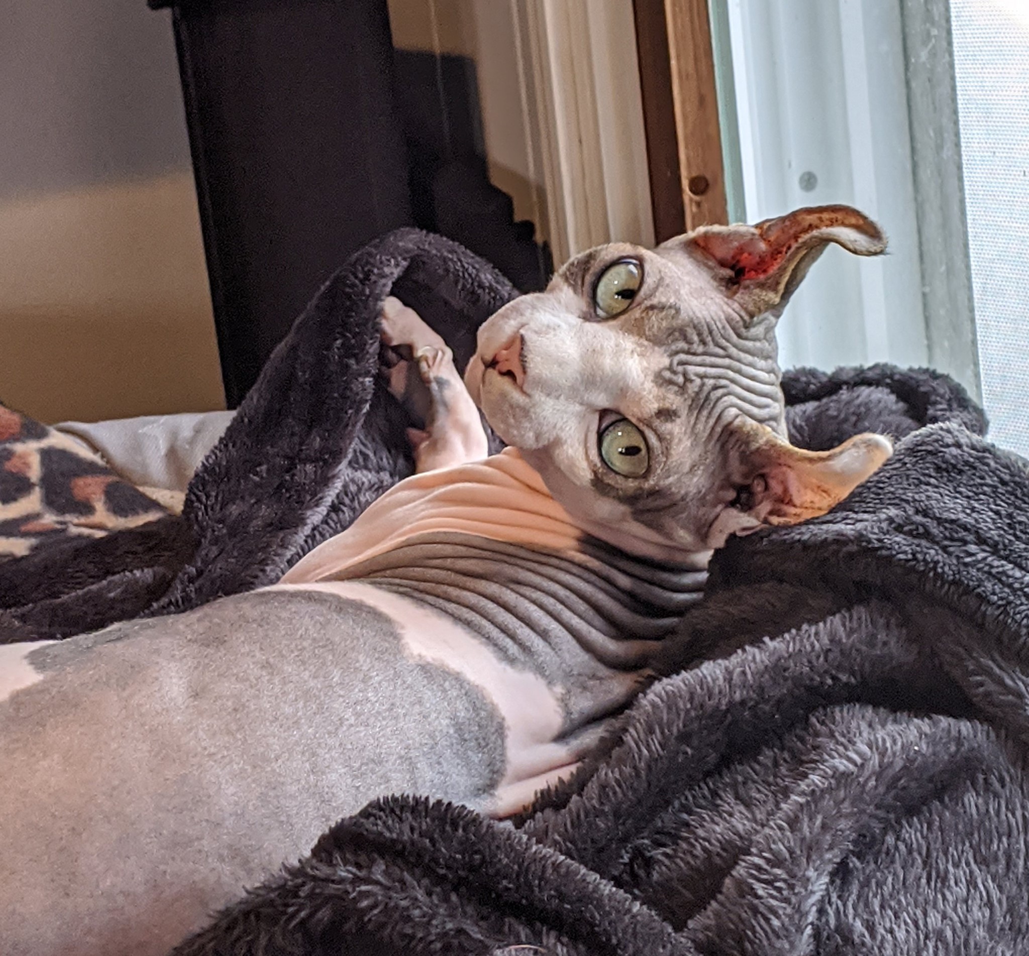 Dobby the Sphynx Elf