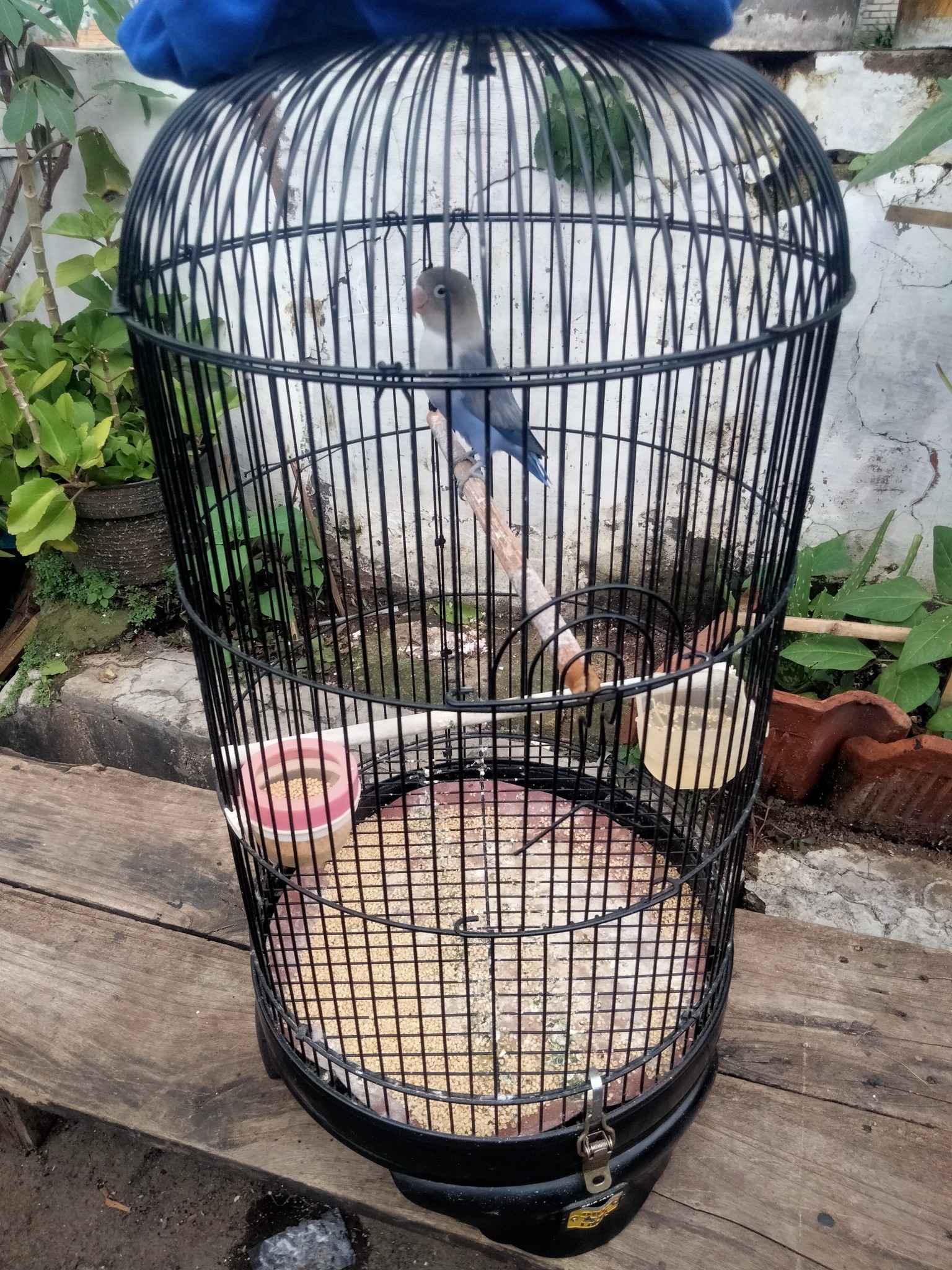 BERKICAU CICAHEUM CICADAS CIKUTRA ANTAPANI PARAKANSAAT | Post lg min ...