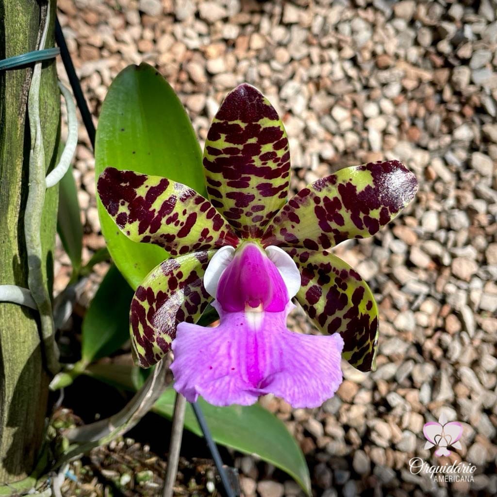 Cattleya aclandiae Albescens a new colorful result of our MZ