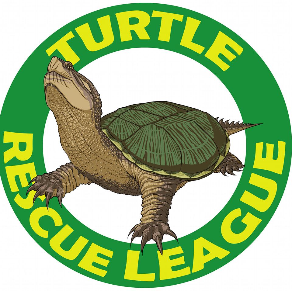 UPDATE: TURTLE IS ALL SET WITH A... - Turtle Rescue League | Facebook
