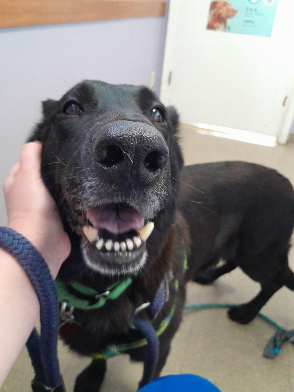 This lovely gal was... West Woodward Animal Hospital