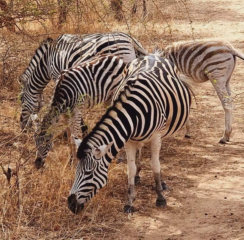 Welcom excursions Sénégal... - Welcom excursions Sénégal
