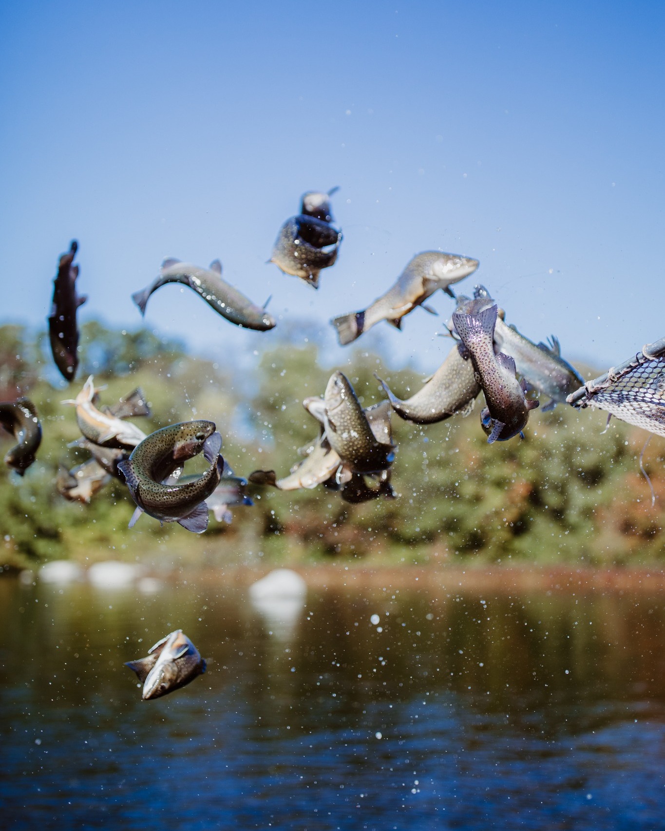 🎣 Trout stocking update! 🎣 The following locations have been stocked ...