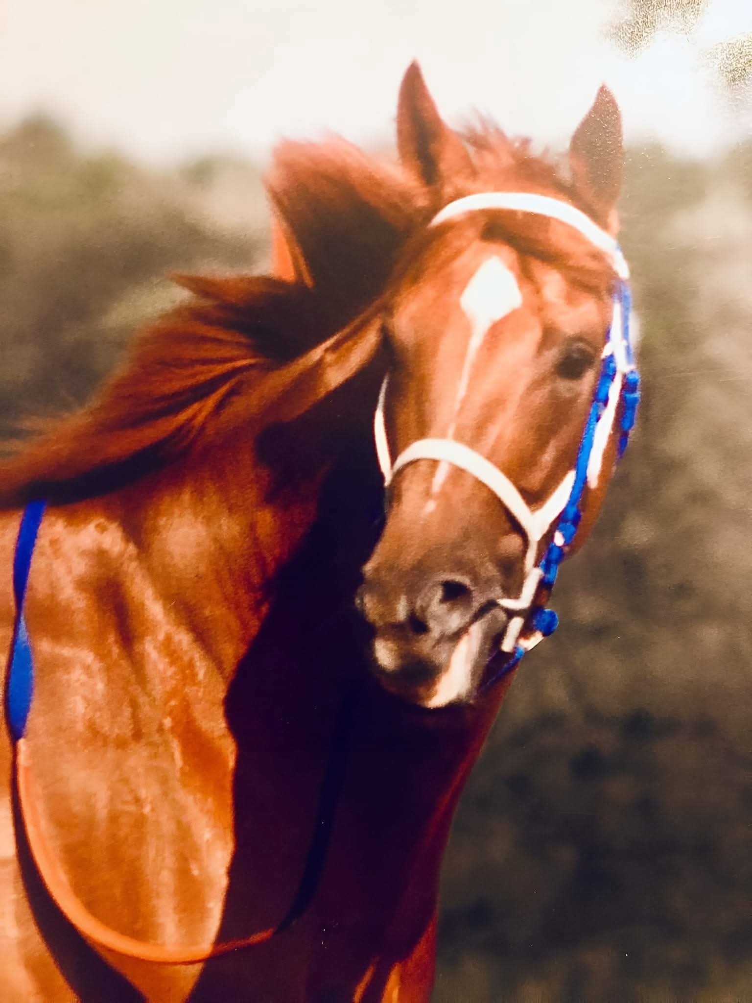 We - Why is Secretariat still a legend today? Because no horse has ever ...