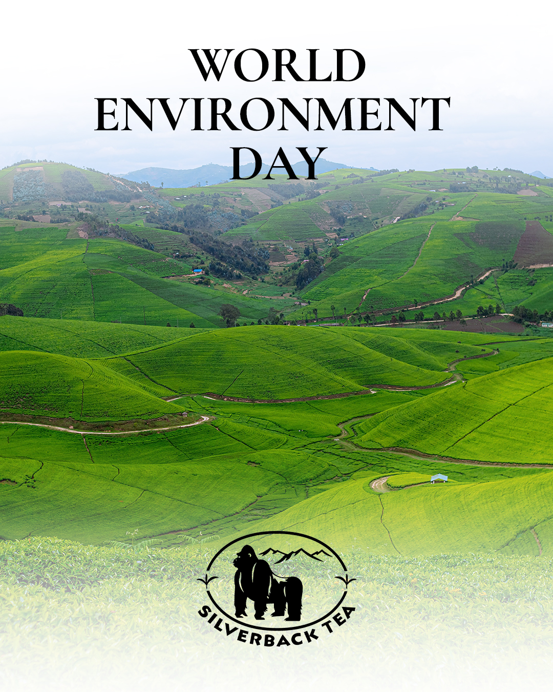 Silverback Tea - 🌿 Celebrating World Environment Day with...