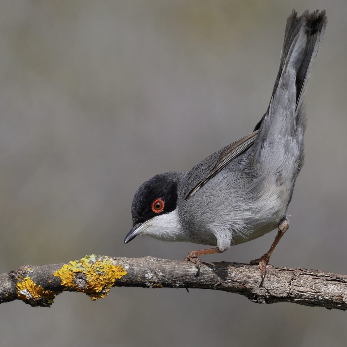 TRAKUS - Maskeli ötleğen / Sardinian Warbler / Sylvia... | Facebook