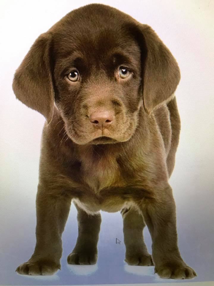 For all our new puppy owners, take a... - Clear Ridge Vets | Facebook