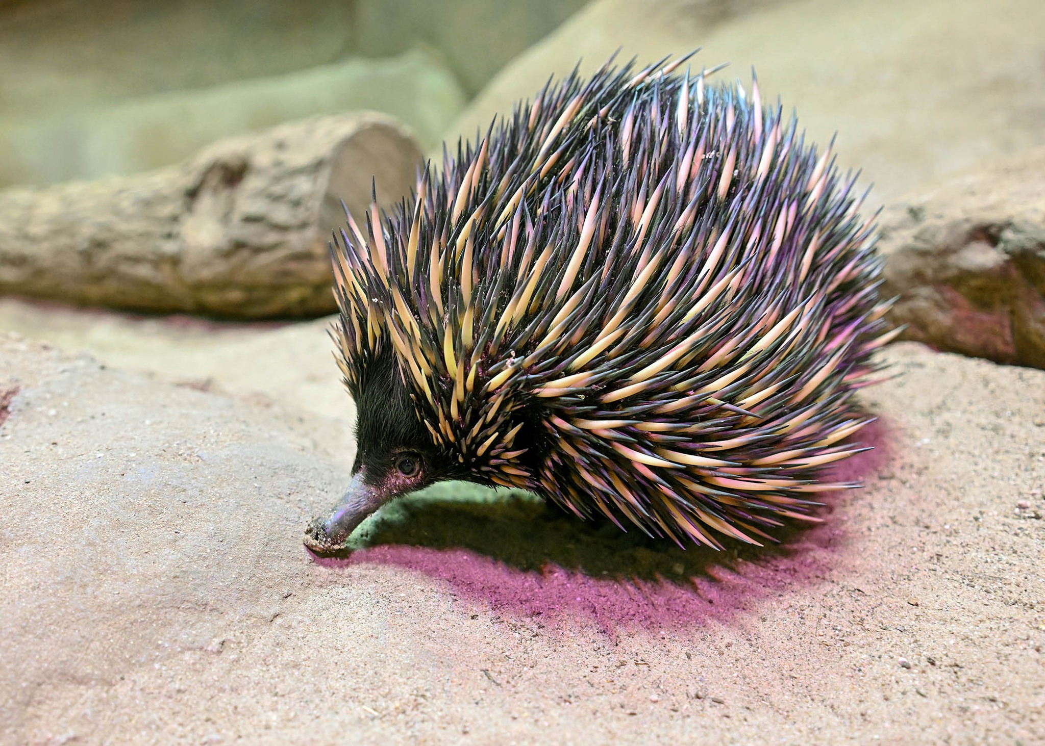 Brookfield - What egg-laying mammal is covered in small, spiky spines ...