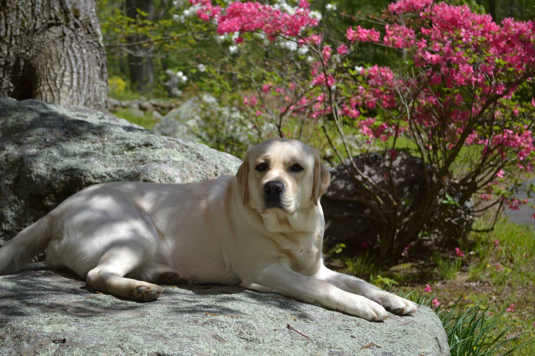 Shadyrock Labrador Retrievers