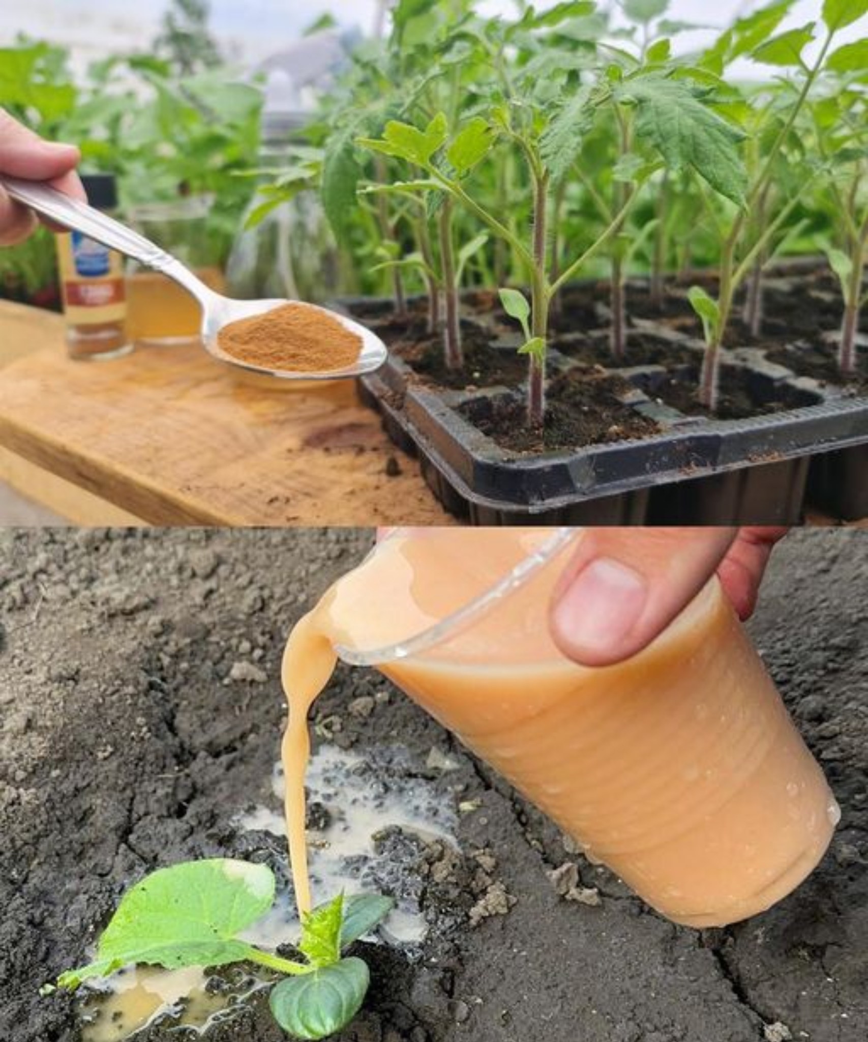 Cultiver - Ne jamais planter de tomates, poivrons et concombres sans ...