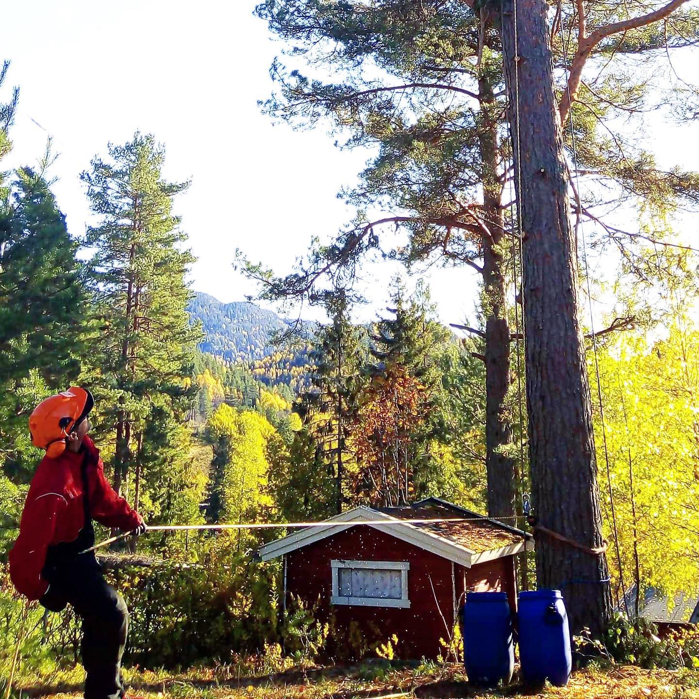 Midt-Telemark Trefelling | Bø i Telemark