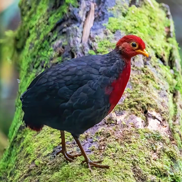 Lin - 红头林鹧鸪 Crimson-headed Partridge #bird #birdwatching #bird ...